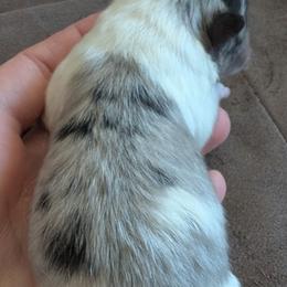 Silver - Blue merle female Pomeranian puppy in Sacramento, California from MirVit Happy Tails Puppies