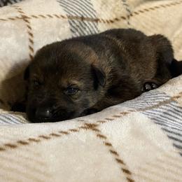 Dumpling - Sable male German Shepherd puppy in Ashland, Alabama from CzechDDR