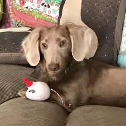 Dachshunds from Clark Shack Acres