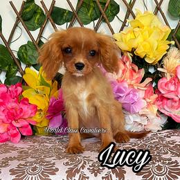 Lucy - Ruby female Cavalier King Charles Spaniel puppy in Hollywood, Florida from World Class Cavaliers