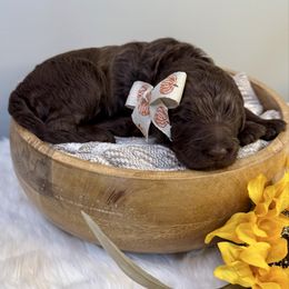 Boo - Chocolate female Labradoodle puppy in Adams, Nebraska from Boxcar Doodles and Poodles