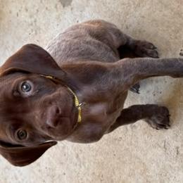 German Shorthaired Pointers from H & J Farms