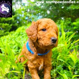 Rascal - Red  male Goldendoodle puppy in Greer, South Carolina from South Paw Doodles
