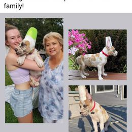 Great Dane Puppies from F&B Kennels