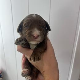 Espresso - Chocolate female Australian Labradoodle puppy in Orange, California from Little Kingdom Doodles