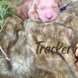 Tracker - Golden male Golden Retriever puppy in Murfreesboro, Tennessee from Mountain Tails