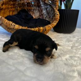 Persephone - Black female Miniature Schnauzer puppy in Menifee, California from Moonshine’s Minis