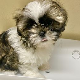 Shih Tzu Puppies from Willow Lane Shih Tzus