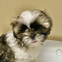 Shih Tzu Puppies from Willow Lane Shih Tzus