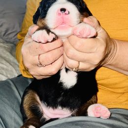 Bernese Mountain Dog Puppies from J & J Meadows