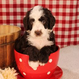 Snickers - Sable male Bernedoodle puppy in Peyton, Colorado from Peyton Doodles