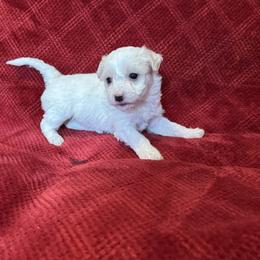 Lucy - White female Coton de Tulear puppy in Avery Creek, North Carolina from AVLCOTONLOVE