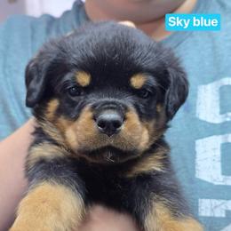 Girl 3 - Black and mahogany female Rottweiler puppy in Hamburg, New York from World Class Rottweilers And French bulldogs