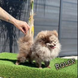 French Bulldog and Pomeranian All Grown Up from Chaos Central Valley Bulls
