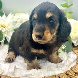 Flick - Black and cream male Dachshund puppy in Exeter, California from Sawtooth Miniature Dachshunds