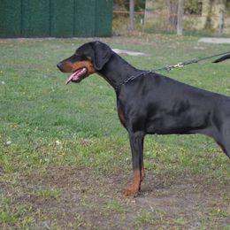 Sheila - Doberman Pinscher
