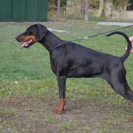 Sheila - Doberman Pinscher