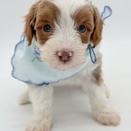 Archie - Apricot male Aussiedoodle puppy in Claremont, North Carolina from Magnolia Grove Farms