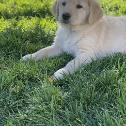 Golden Retriever Puppies from Rainy Day Goldens