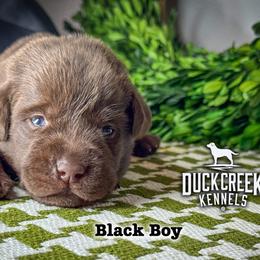 Black Boy - Chocolate male Labrador Retriever puppy in Plymouth, North Carolina from Duck Creek Kennels