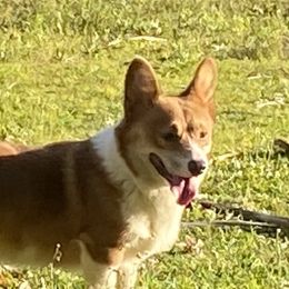 Blueberry - Pembroke Welsh Corgi