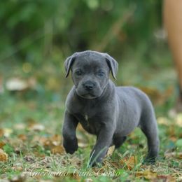 Vexa - Gray female Cane Corso puppy in Cable, Ohio from Americana Cane Corso