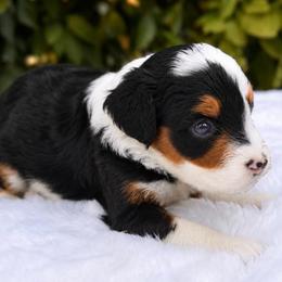 Georgia - Tri-color female Bernedoodle puppy in Vacaville, California from Starlight Goldendoodles