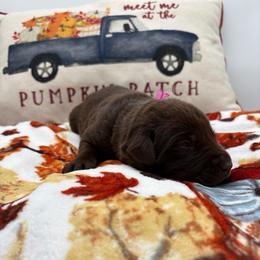 Dark pink - Chocolate female Labrador Retriever puppy in Heath Springs, South Carolina from Rich Hill Retrievers