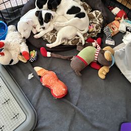Jack Russell Terrier Puppies from Bagg End Jack Russell Terriers
