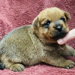 Gray Collar Male - Red wheaten male Norfolk Terrier puppy in Bristol, Tennessee from Holston Hollow Farm