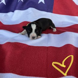 Cardigan Welsh Corgi Puppies from Wild K Ranch