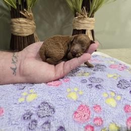 Trixie (AKC) - Red  female Poodle puppy in Rainbow City, Alabama from Spinks Poodles