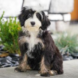 Sandy (socialization program student) - Tri-color female Bernedoodle puppy in Dundee, Ohio from Down Home Doodle