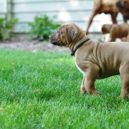 Rhodesian Ridgeback Puppies from Zenkosi Ridgebacks