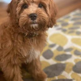 Cavalier King Charles Spaniel and Cavapoo Puppies from Country Life Cavaliers