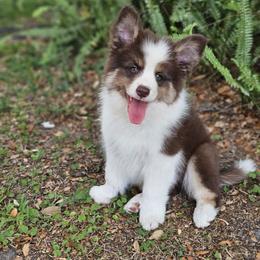 Boy 1 - Tri-color male Border Collie puppy in Wildwood, Florida from Isle Breez Border Collies