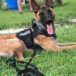 Belgian Malinois and Dutch Shepherds from Mercy Kennels