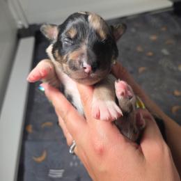 Grimm - Blue merle male Australian Shepherd puppy in Salem, Oregon from Steady Aim Aussies