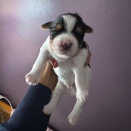 Parti boy - Parti male Yorkshire Terrier puppy in Ohio from Britt n Cindys Yorkshire Terriers