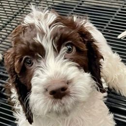 Jovie ( green collar) - Springerdoodle puppy from SpringerDoodles at the Beach