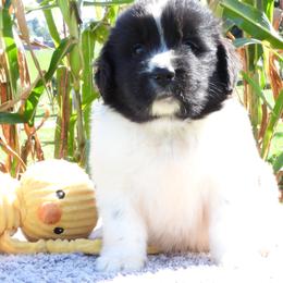 Snickers - White and black male Newfoundland puppy in Dalton, Ohio from Newfforu