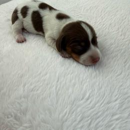 Girl 2 - Chocolate female Dachshund puppy in Spokane, Washington from Dearhaven Doxie