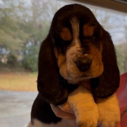 Bianca - Black brown and white female Basset Hound puppy in Dalton, Georgia from Pride Rock Basset Hounds