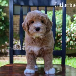 Australian Labradoodle Puppies from Pinnacle Labradoodles