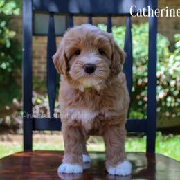 Australian Labradoodle Puppies from Pinnacle Labradoodles
