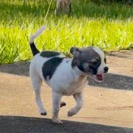 Spotted Female Price: 5,900 - Sable spotted white female Chihuahua puppy in Summerfield, Florida from Uey’s Chihuahuas