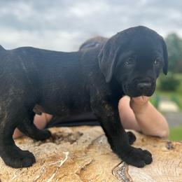 Magnus, Boy 1 Dark Black Brindle with blue collar - Cane Corso puppy from K9 Guardian Cane Corso