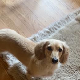 Lottie - Dachshund