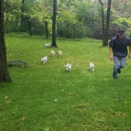 Siberian Husky Puppies from Brinic Siberins