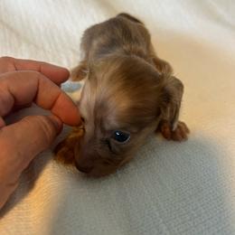 Simone (red shaded brindle) - Dapple female Dachshund puppy in Sebring, Florida from Mini Weenies